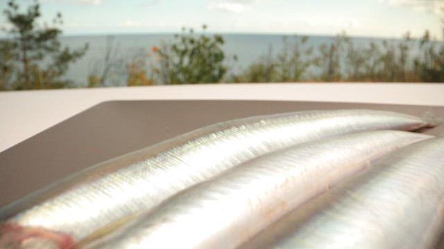 Fresh saury neatly plated on an outdoor table