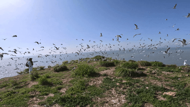 Seagulls flying around person on sea cliff with grass