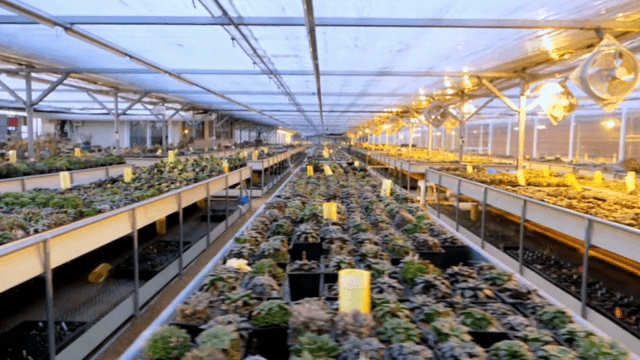 식물로 가득한 넓은 온실