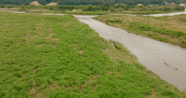 푸른 초목 사이로 흐르는 고요한 강