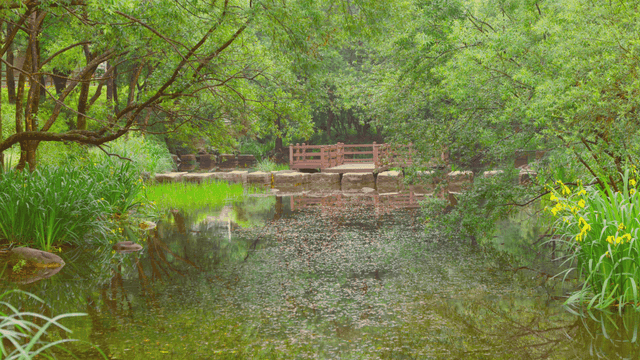 푸른 숲 속의 고요한 시냇물