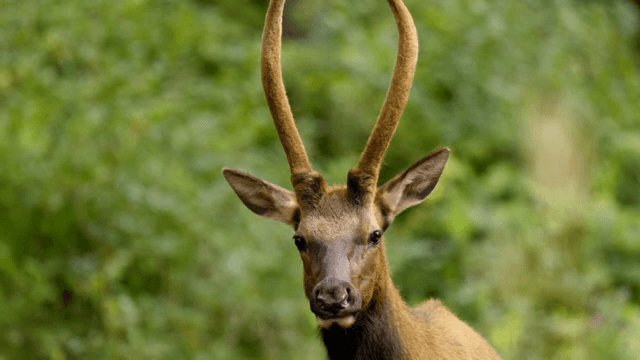 A deer standing in a lush green forest