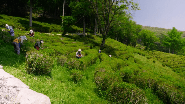 녹차밭에서 수확하는 사람들