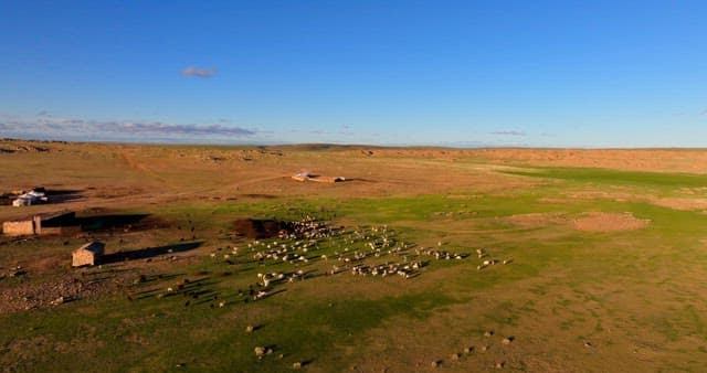 Herd of livestocks moving on a vast plain