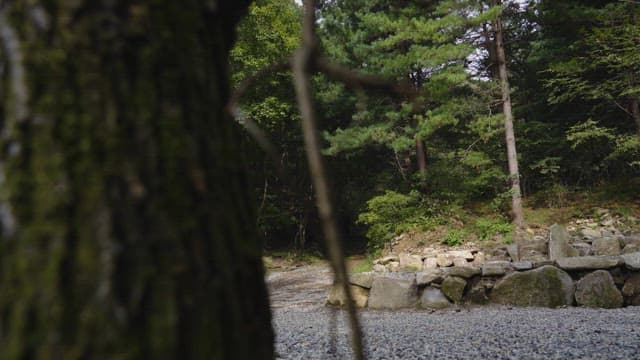 햇빛과 나무가 있는 고요한 숲길