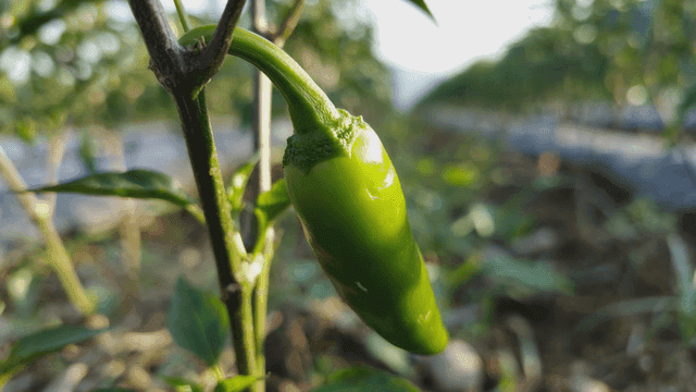 Green peppers growing on plants
