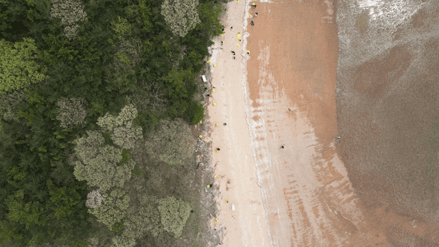 Beach with forest where people are