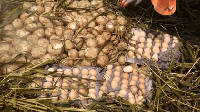 들판에서 찌고 있는 계란과 감자