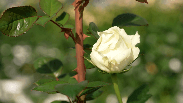 Garden with fully bloomed white roses