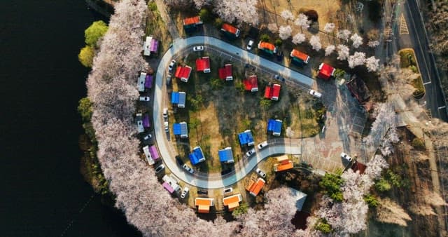 Scenic camping site by a calm lake with blooming cherry blossoms