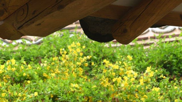 Garden with yellow flowers seen beyond the eaves of a Hanok on a rainy day