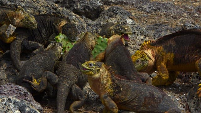 Land Iguanas Clustering Around Cactus