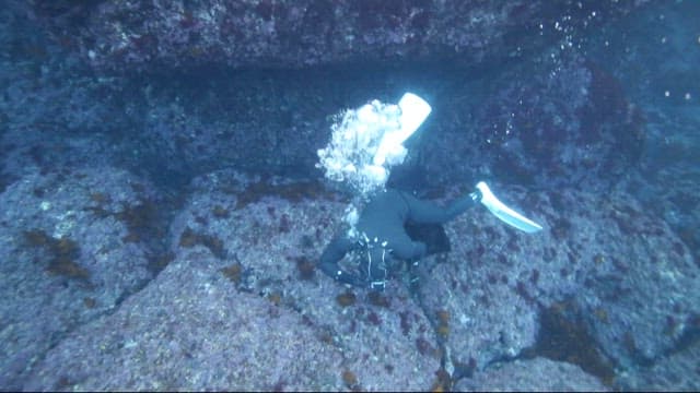 Diver harvesting seafood from rocks in the sea