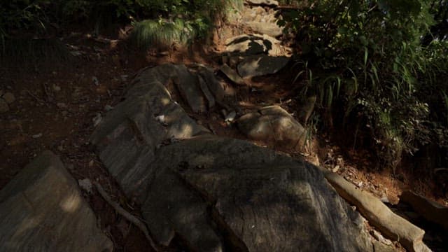 오후에 울창한 숲을 가로지르는 험한 길