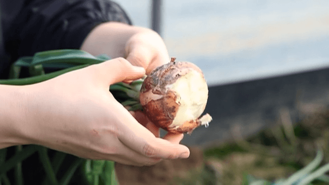 Hands peeling fresh, freshly harvested onions