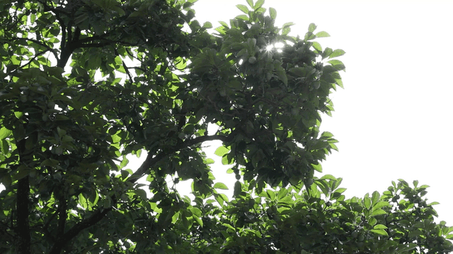 Sunlight filtering through green leaves