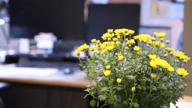 책상 위에 피어있는 노란 꽃