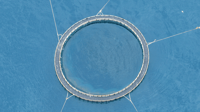 바다에 있는 대형 원형 양식장