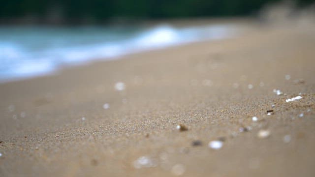 Shimmering Seashells on Sandy Beach