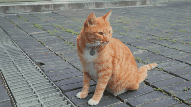Orange tabby cat sitting on paved road