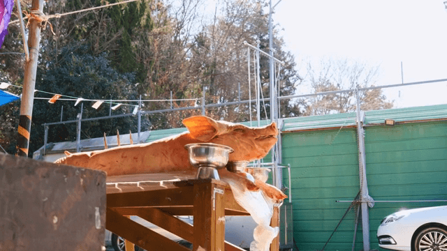 전통 의식을 위해 준비된 돼지