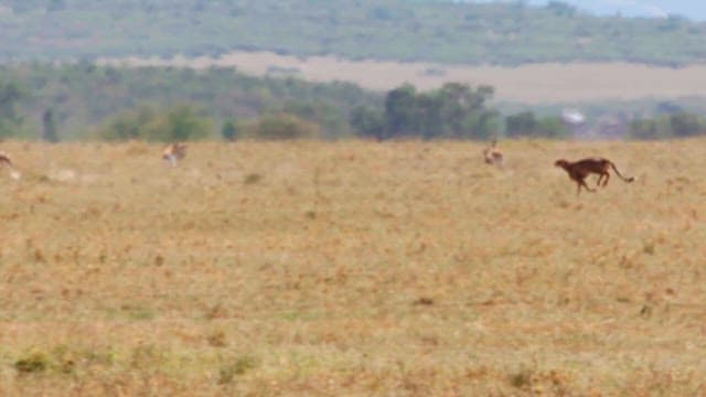 Cheetah Chasing Antelopes in the Savanna