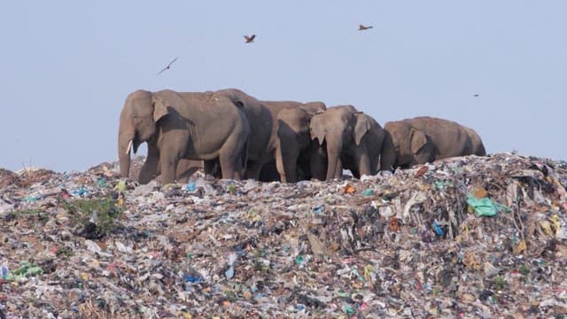 Elephants walking through heaps of garbage with birds flying