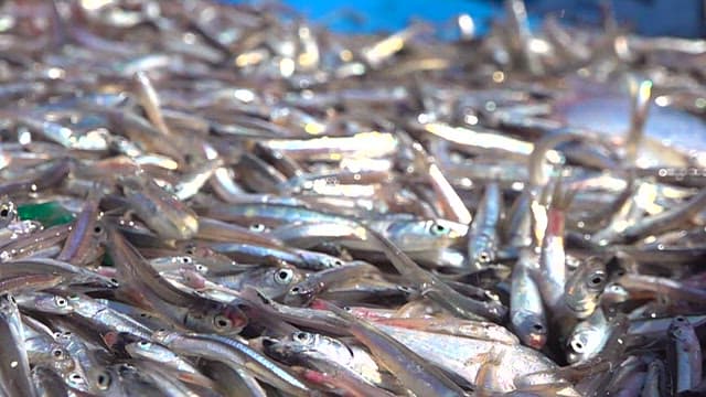 Fresh Anchovies at a Seafood Market