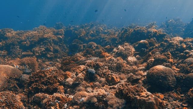 Underwater Coral Reef with Diverse Marine Life