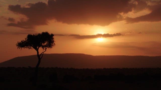 Serene Sunset over the African Savanna