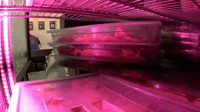 냉장고에 재료가 담긴 트레이를 넣는 사람