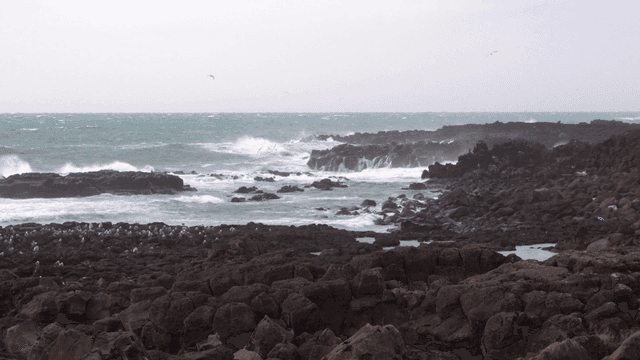 Waves crashing on rocky shore where seagulls fly