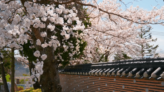 전통 담벼락 옆 만개한 벚꽃