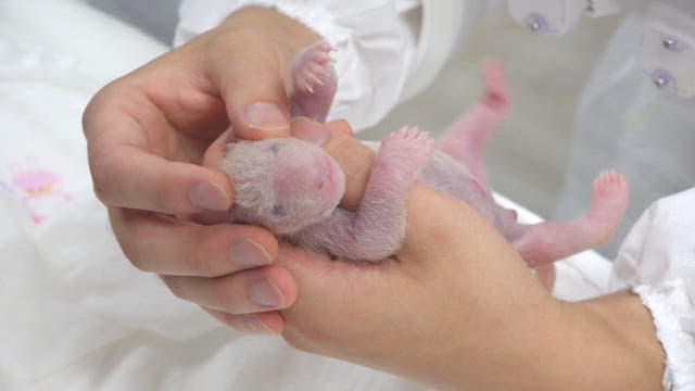 Veterinarian cares for a newborn panda cub