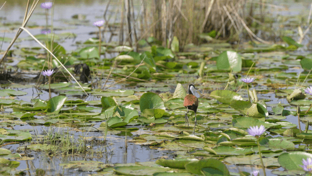 Bird walking on lily pads in a pond
