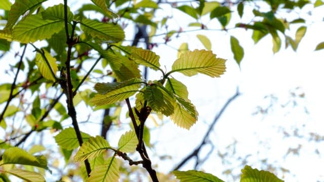 Vibrant green leaves swaying in the wind on a sunny day