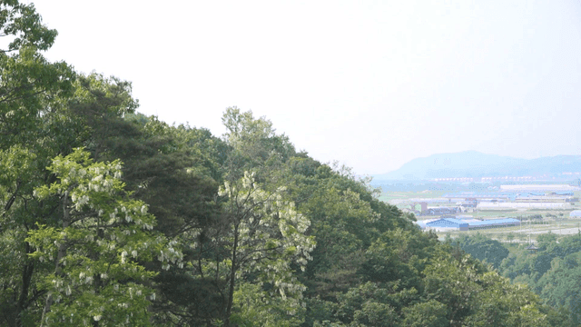 Rice fields visible beyond lush forest
