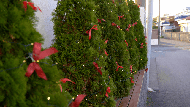 Christmas tree decorated with lights and ribbons