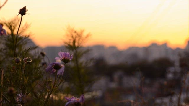 Sunset over the city with flowers in foreground