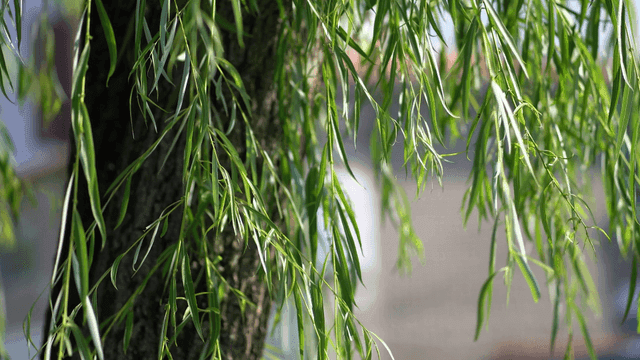 Green willow branches swaying gently
