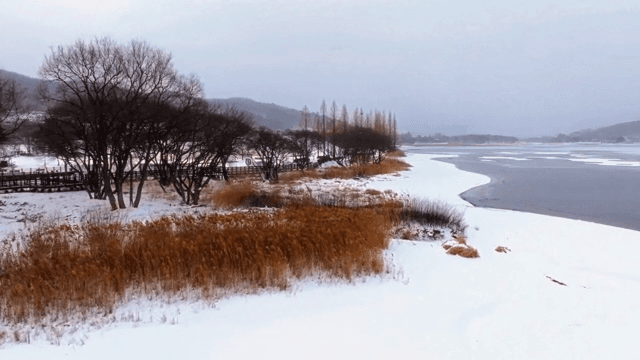 눈 덮인 풍경과 나무들