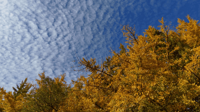 구름 낀 하늘 아래 가을 은행나무들