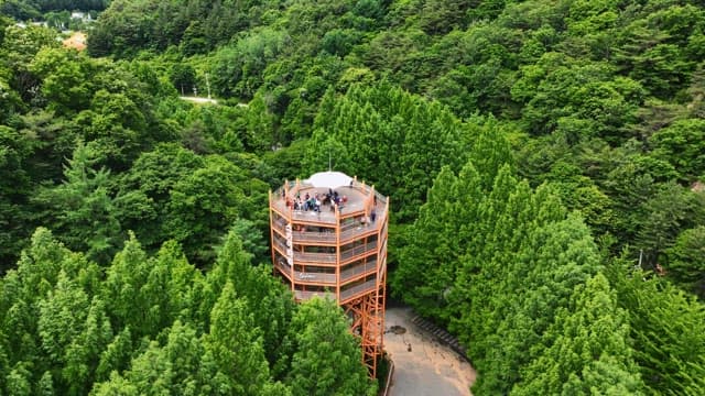 Observation tower surrounded by lush forest