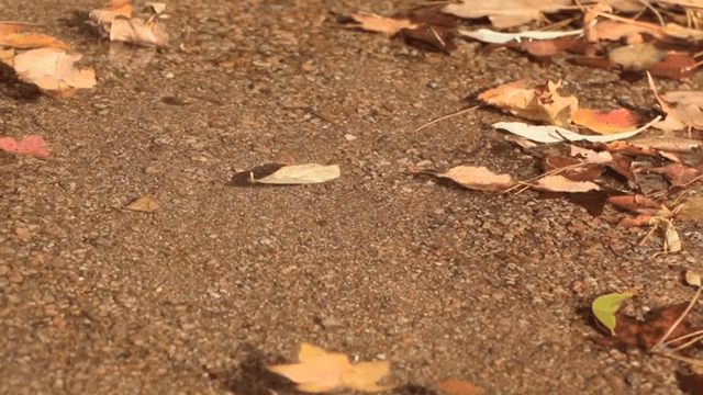 계곡물 위로 흐르는 낙엽