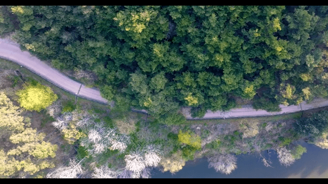 Winding road through a dense forest