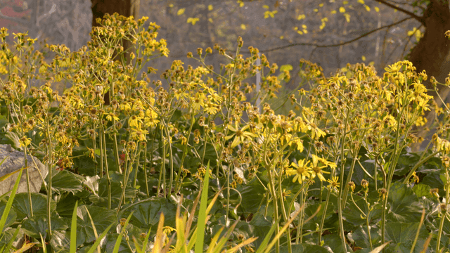 Yellow flowers blooming in a forest