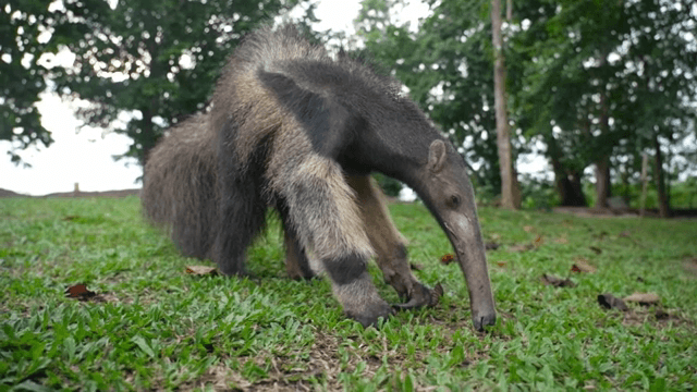 잔디밭에서 먹이를 찾는 개미핥기
