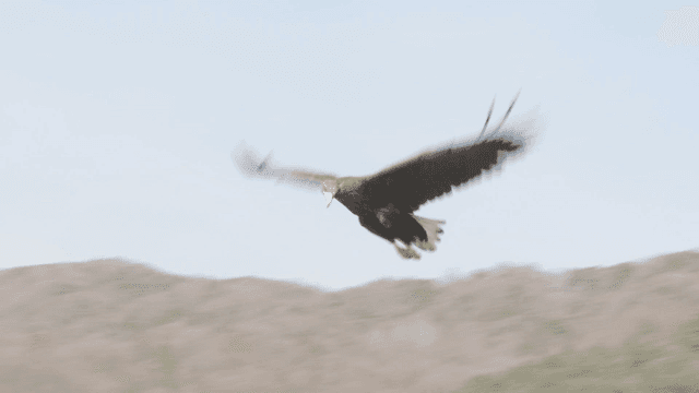 Forest landscape flown over by white-tailed eagle