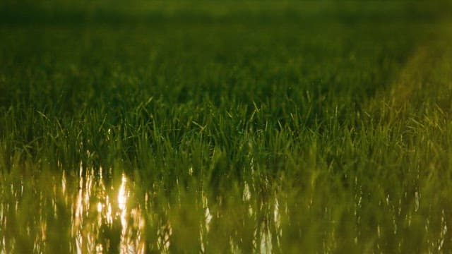 Reflection of Sunset in Rice Paddy Fields with Water