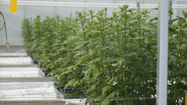 온실에서 자라는 녹색 식물